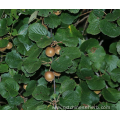 High Quality Natural Kiwi Fruit